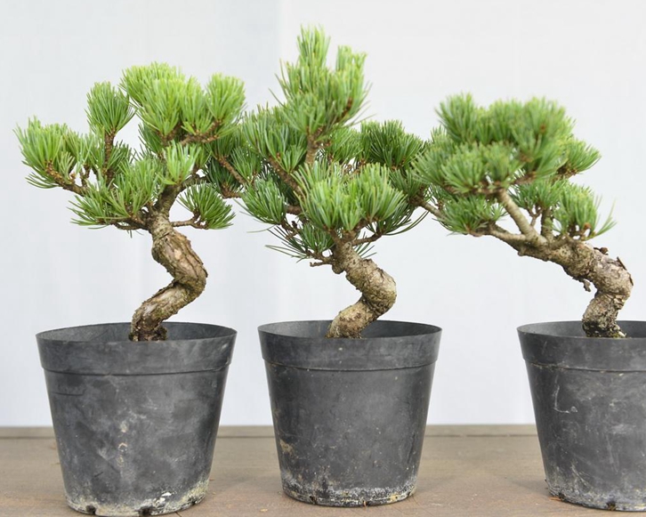 进口日本盆栽植物报关流程